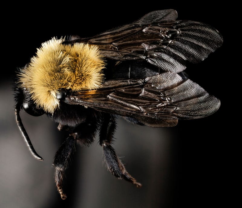 These Exquisite Bee Photographs Reveal Every Delicate Hair, Antenna, and Wing