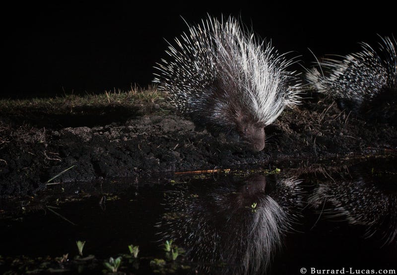 13 Sensational Camera Trap Photos of African Animals At Night