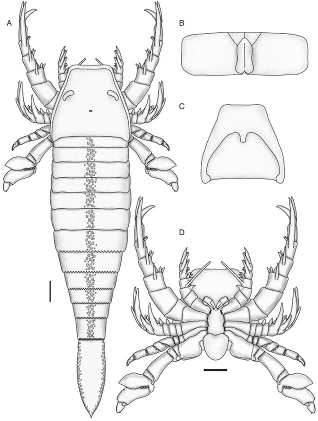 Five-Foot-Long Sea Scorpion Proves the Ancient Oceans Were a Terrifying Place
