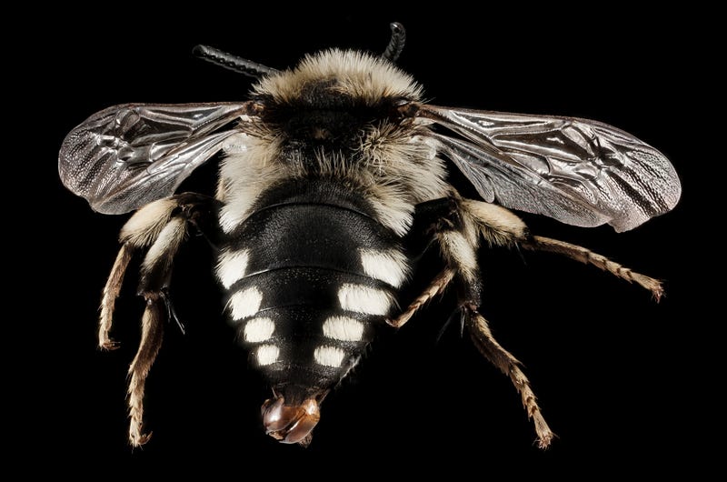 These Exquisite Bee Photographs Reveal Every Delicate Hair, Antenna, and Wing