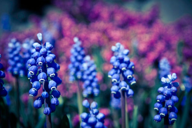 Shooting Challenge: Spring Gallery 2