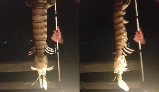 Fisherman catches monstrous giant shrimp in Florida