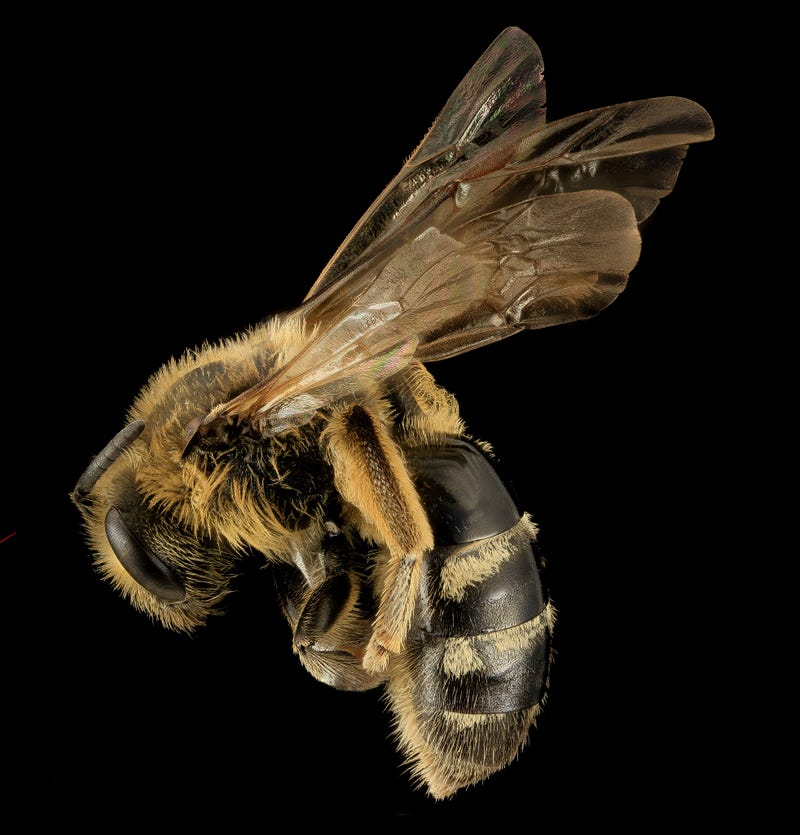 These Exquisite Bee Photographs Reveal Every Delicate Hair, Antenna, and Wing