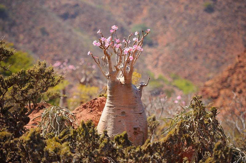 Así es Socotra, la isla de las especies perdidas (y muy, muy raras)