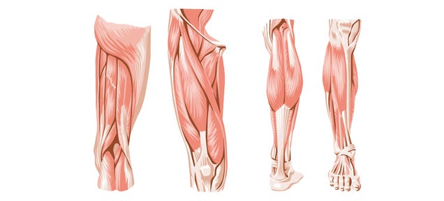 Pig Bladders Could Be the Secret to Healing Severe Muscle Injuries