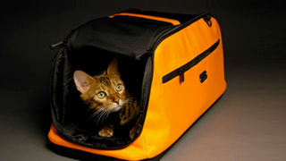 Hotdoll: The Sex Doll for Dogs