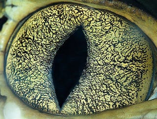 Incredible close-up photos of animals' eyes