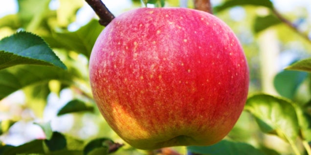 Scientists create sparkling apple that fizzes in your mouth