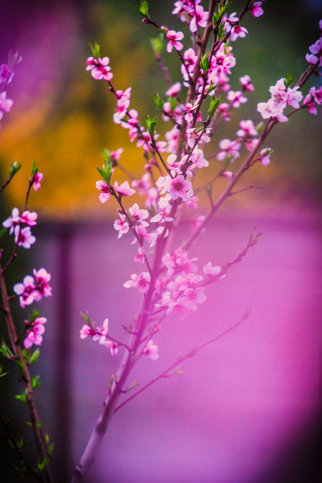 Shooting Challenge: Spring Gallery 1