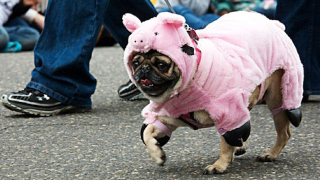 Highlights From "Puglandia," Oregon's Annual Pug Crawl