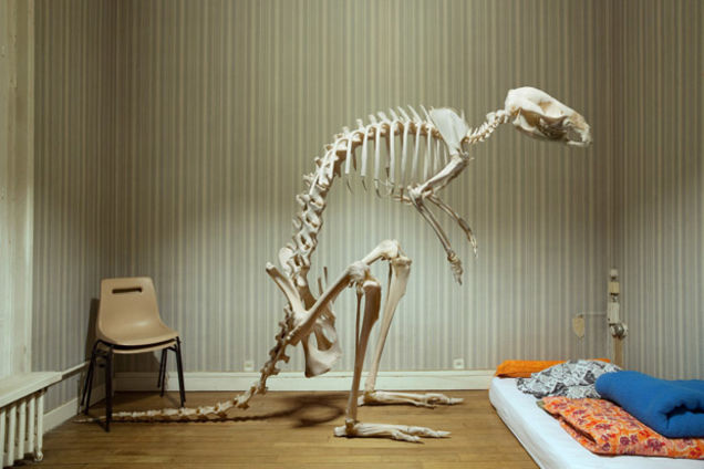 How did this giant animal skeleton get into a nice suburban home?