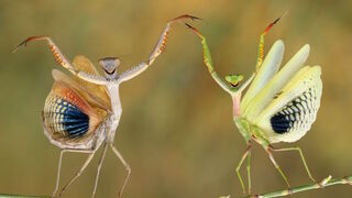 The best pictures from National Geographic's Photo Contest 2014