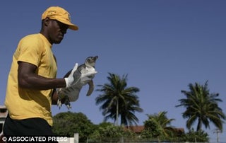 Penguins Flying in Military Planes from Brazil's Beaches to the South Atlantic