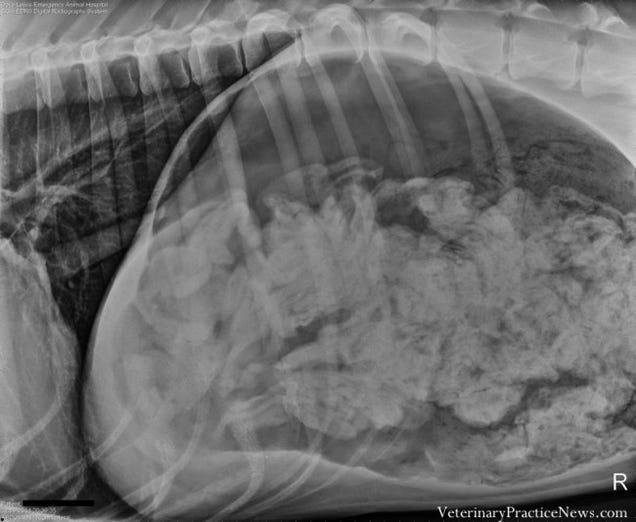 X-rays of the weird things that vets find inside pets