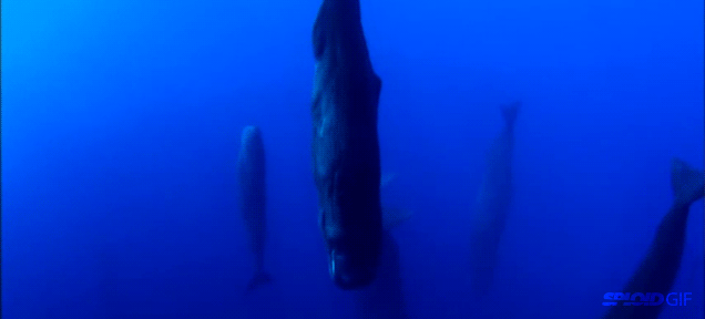 Sleeping sperm whales look so eerie and magical