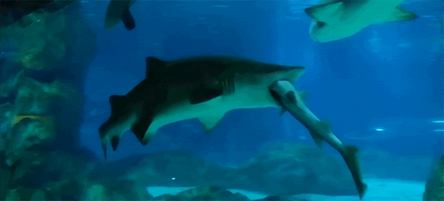 Big Shark Eats Little Shark in Aquarium