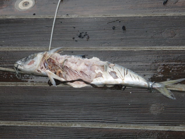World’s Deepest Fish Filmed For the First Time