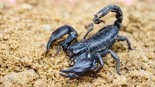 Enjoy the Warm Weather Until the Horde of Angry Scorpions Eats You