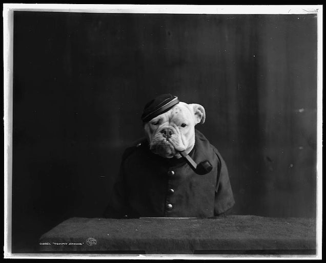 1905 photographs of bulldogs dressed like humans were eerie and/or adorable