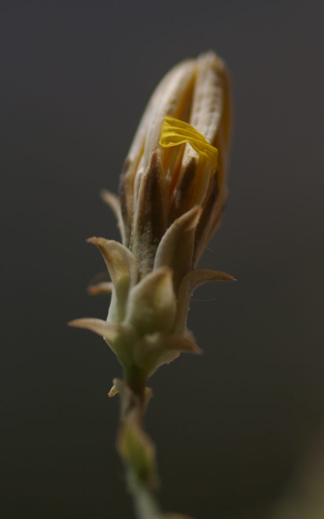 Shooting Challenge: Spring Gallery 1