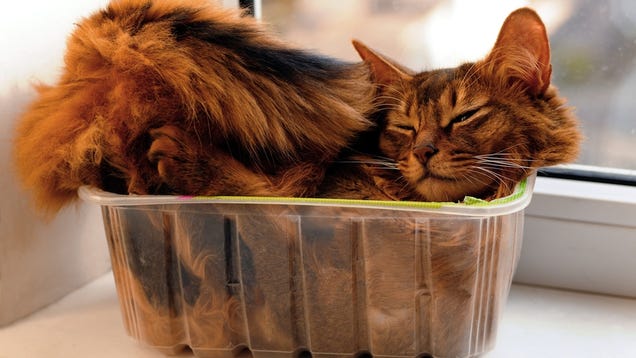 Science Tries to Explain Why Cats Love Boxes So Damn Much 