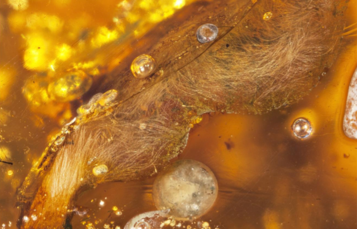 99 Million-Year-Old Bird Wings Found Encased in Amber