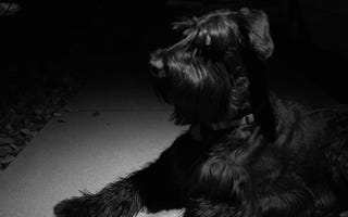 Shooting Challenge Pets Gallery 6