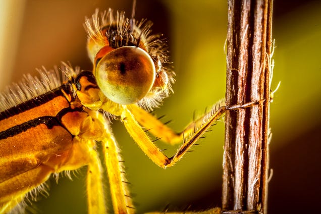 75 Close-Ups Of Bugs