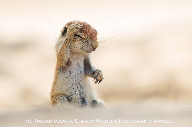 Este concurso de fotografía premia las imágenes más absurdas y divertidas del mundo animal