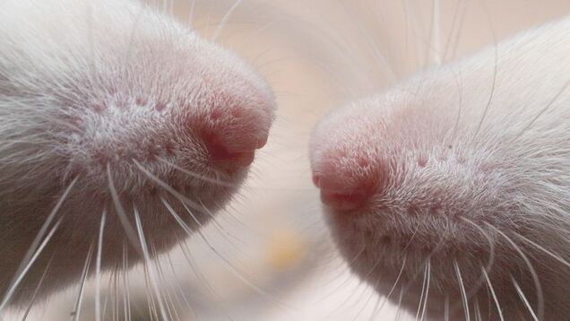 The Rat Park experiment