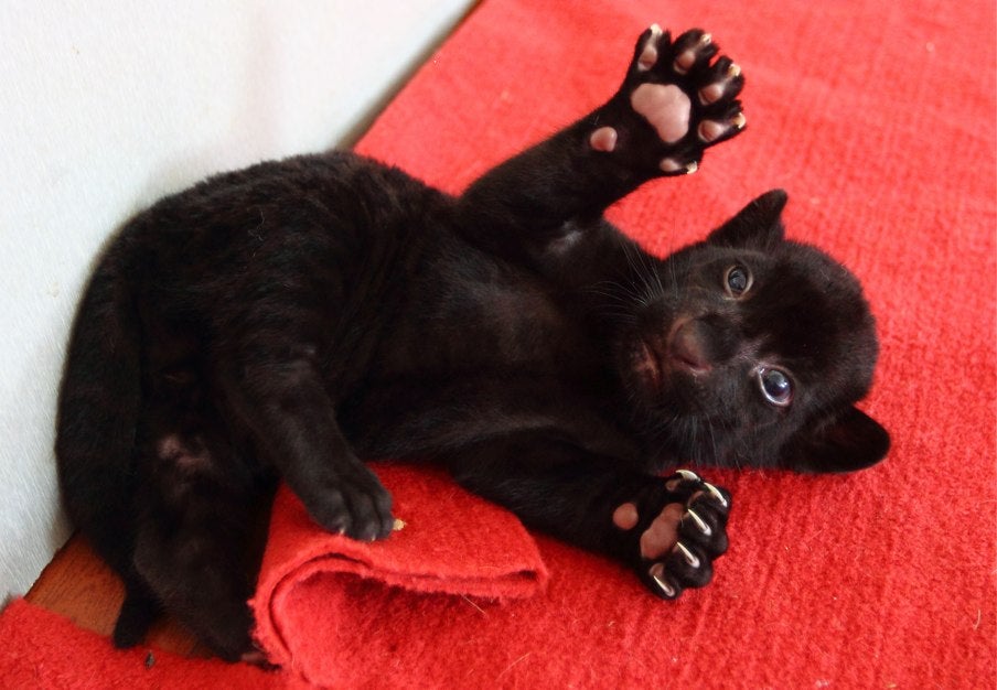 Black Tiger Cub Is Young, Rare, Super-Cute