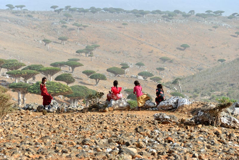 Así es Socotra, la isla de las especies perdidas (y muy, muy raras)
