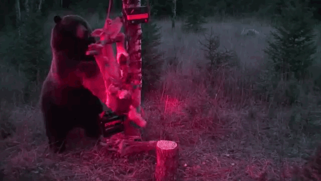 Genius Bear Is Too Smart And Strong For Bullshit-Ass Electric-Deer Gag