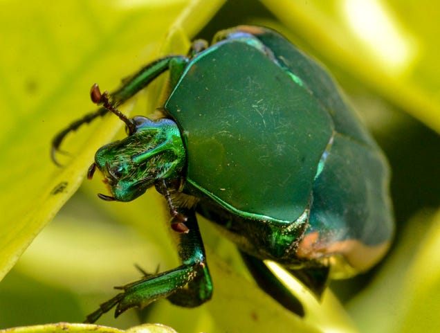 75 Close-Ups Of Bugs