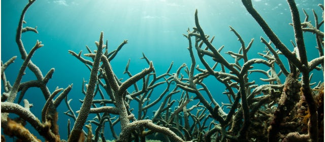 How Global Warming Is Dissolving Sea Life (And What We Can Do About It)