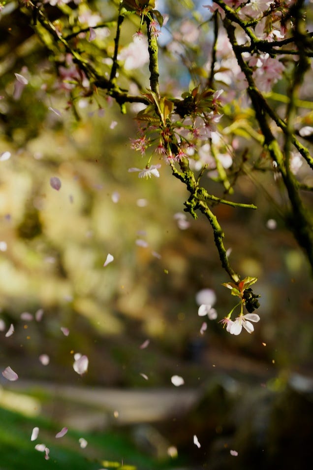 Shooting Challenge: Spring Gallery 2