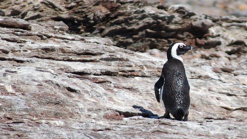Why Do So Many Penguins Sound Just Like Donkeys? At Last We Know