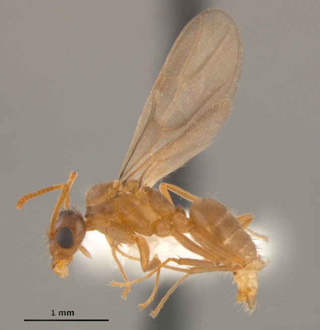 Southern United States Invaded by "Hairy, Crazy Ants" that Attack Electrical Systems