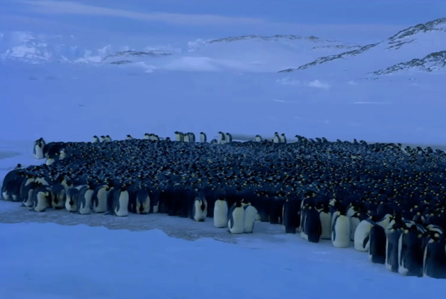 The Social Dynamics of Penguin Huddles Are More Complex Than We Thought