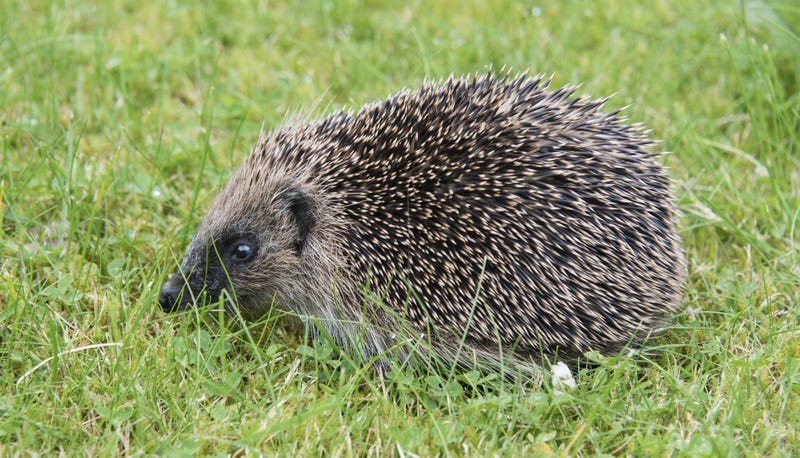 English Town Seeks 'Hedgehog Officer' to Create 'the Most Hedgehog Friendly Town in the UK'