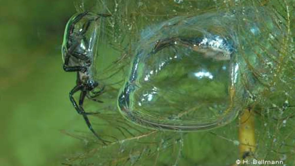 How the diving bell spider uses physics to breathe underwater