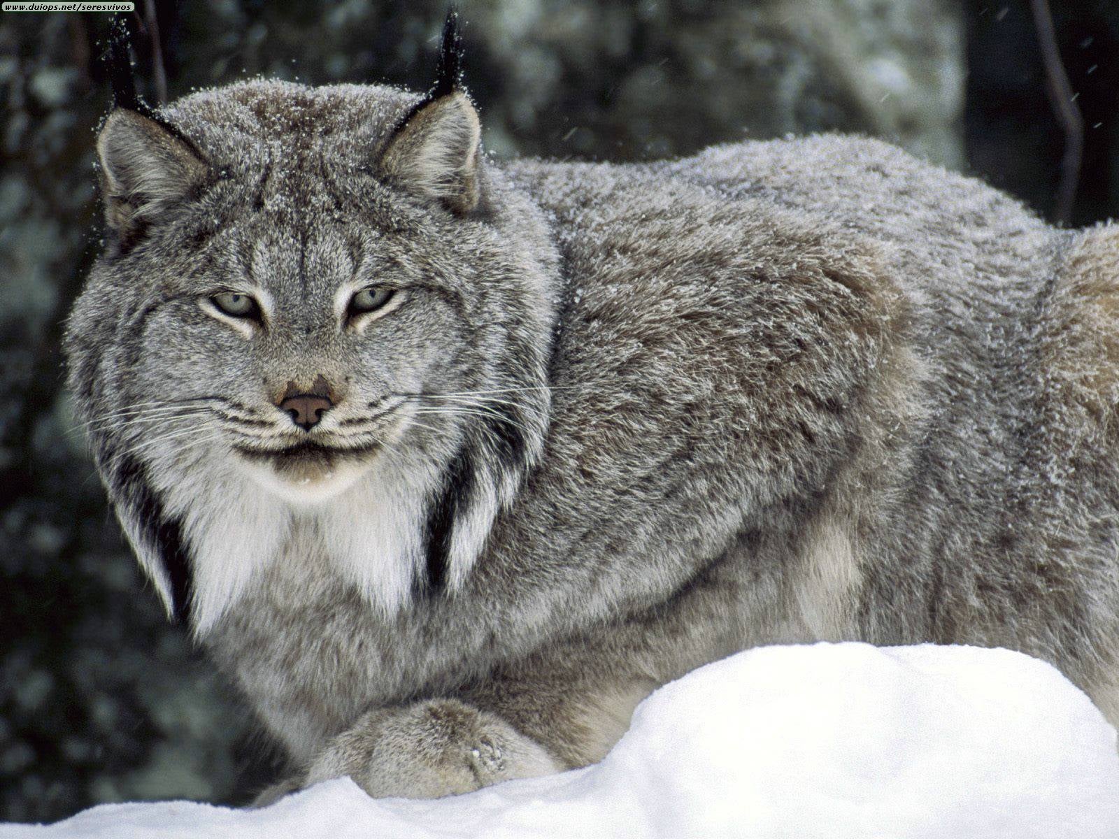 Caturday Lynx Canadensis Edition