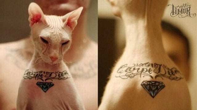 Total Jackass Gives His Cat A Tattoo