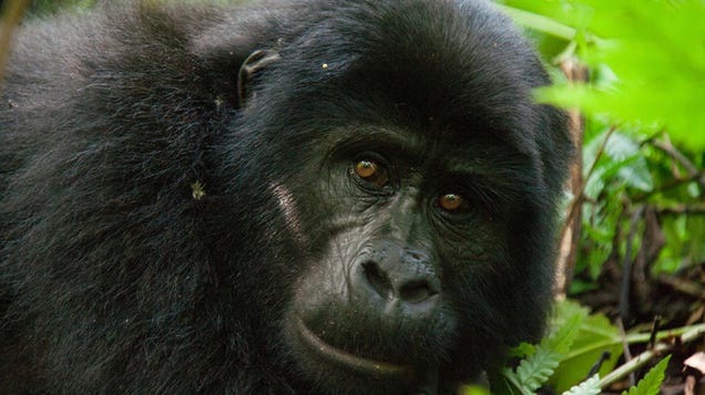 Chimps and gorillas need an Ebola vaccine too 