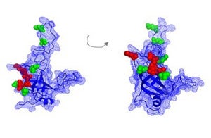 A Protein That Helps Create Immortal Cells