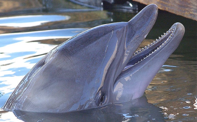 Russia Takes Control of Ukraine&#39;s Combat Dolphin Program