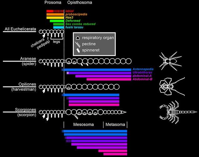 New Findings: How Do Scorpions Make Their Tails?
