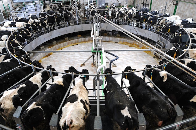America Is Overproducing So Much Milk Farmers Have Started Burying It