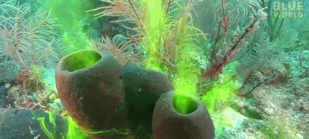 Watch sponges breathe out neon green water like they're smoking