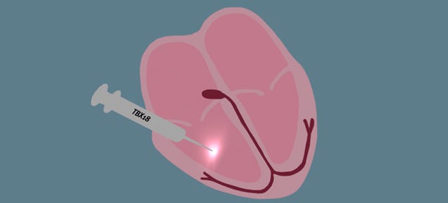 This Pacemaker Is Made By Injecting a Virus Right into a Pig's Heart